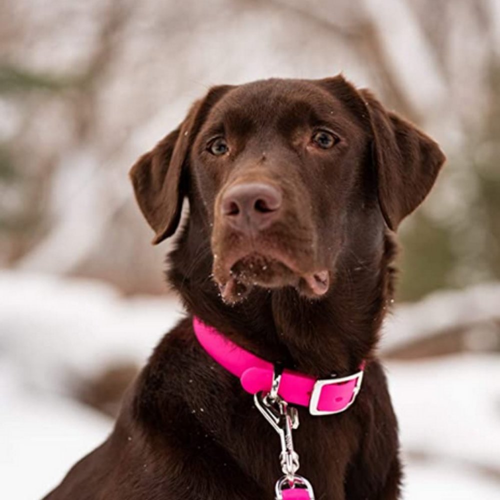 New Bond Waterproof Pink Dog Collar Sz M-L